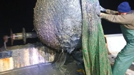 �zmir K�rfezi'nde �evre katliam�! Fo�al� bal�k��lardan isyan etti