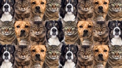 Zeka testi: Kedi ve k�peklerin i�indeki tavuk nerede? 865 ki�iden 37'si 7 saniyede buldu