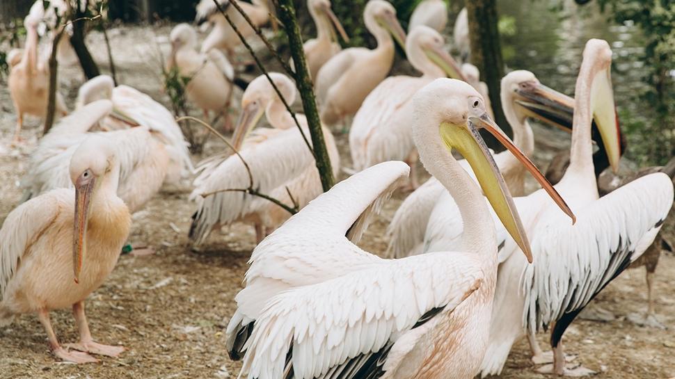 Zeka testi: Leyleklerin i�indeki �rdek nerede? 500 ki�iden 12'si ba�ar�l� oldu