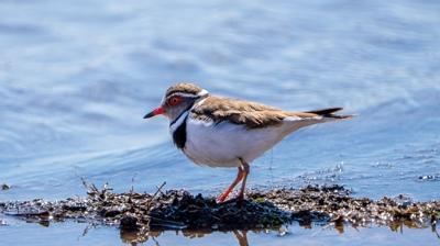 Objektife tak�lan tarihi an: T�rkiye'de ilk kez g�r�ld�