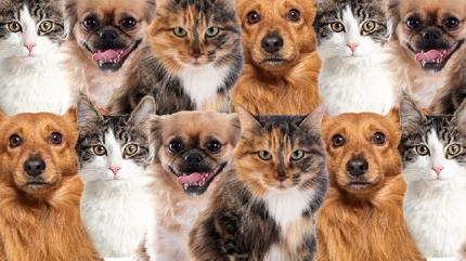 Zeka testi: Kedi ve k�pekten �ok var! Gizli kanarya nerede? 733 ki�iden 12'si 10 saniyede buldu