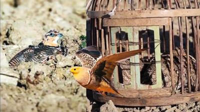 Ba��rtlak ku�unu avlayana 61 bin TL