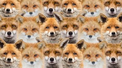 Zeka testi: Tilkilerin içindeki yavru aslanı gördün mü? 550 kişi denedi, 17'si 10 saniyede buldu