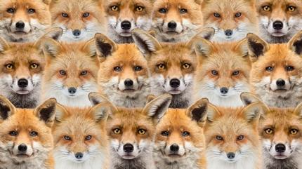 Zeka testi: Tilkilerin i�indeki yavru aslan� g�rd�n m�? 550 ki�i denedi, 17'si 10 saniyede buldu