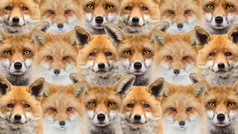 Zeka testi: Tilkilerin i�indeki yavru aslan� g�rd�n m�? 550 ki�i denedi, 17'si 10 saniyede buldu