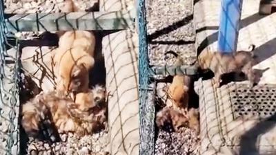 CHP'li belediyenin bar�na��nda skandal! Y�netim, o g�r�nt�leri do�rulad�