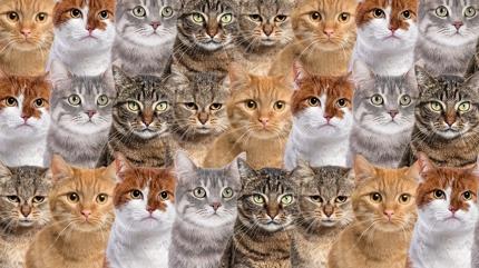 Zeka testi: Kedilerin i�indeki kartal� g�rd�n m�? 1050 ki�i denedi, 61'i 10 saniyede buldu