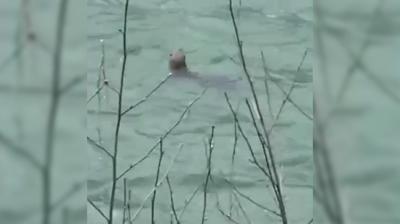 Rize'de sürpriz misafir... Yıllar sonra yeniden görüldü