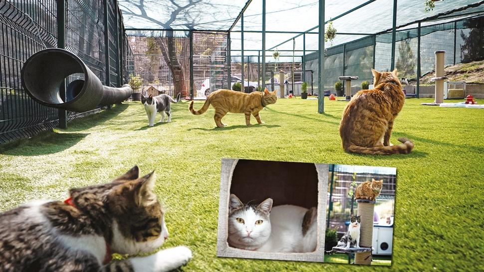 TBMM'de �s� yal�t�ml� kedi evi