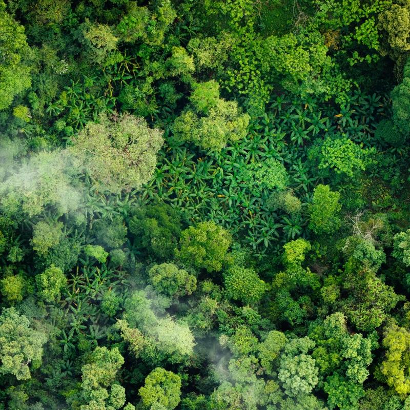 Orman havas�n�n 5 faydas�