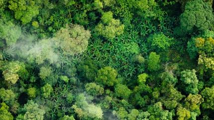 Orman havas�n�n 5 faydas�