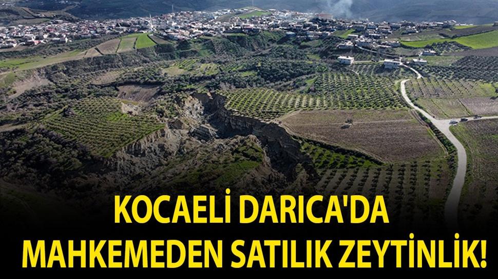Kocaeli Darıca'da mahkemeden satılık zeytinlik!