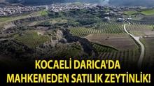 Kocaeli Dar�ca'da mahkemeden sat�l�k zeytinlik!