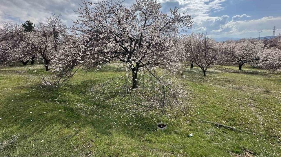 Baskil'de bahar manzarası... Kayısı ağaçları çiçeklendi