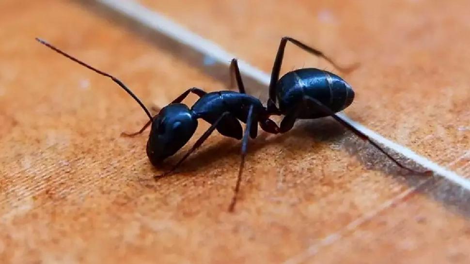 Evdeki karıncaya pratik çözüm! Bu yöntem kaçacak delik aratacak