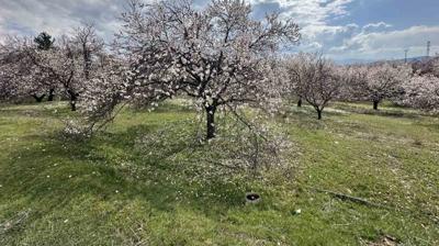 Baskil'de bahar manzaras�... Kay�s� a�a�lar� �i�eklendi