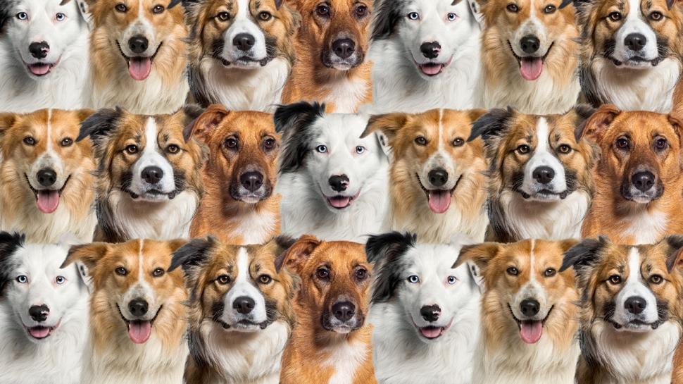 Zeka testi: Köpekleri inceleyen 520 kişiden 12'si kediyi gördü! Siz 10 saniyede bulabilir misiniz?