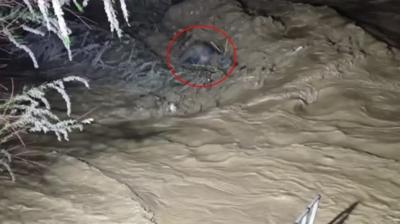 A�a� dallar�yla hayata tutundu... O anlar kamerada