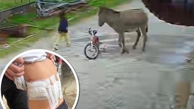 Sald�rgan e�ek deh�eti! �ocu�un ���l���n� duyan ko�tu