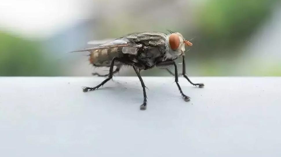 Evde karasinek mi var? ��te geli� sebebi...