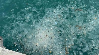 Be�ikta� Sahili'nde denizanas� ve at�k yo�unlu�u g�zlendi