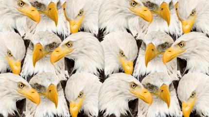 Zeka testi: Kartallar�n i�indeki aslan nerede? 550 ki�iden 12'si 7 saniyede ba�ar�l� oldu