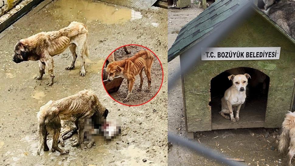 Barınakta köpekler birbirini yedi! Valilikten CHP vahşetine soruşturma