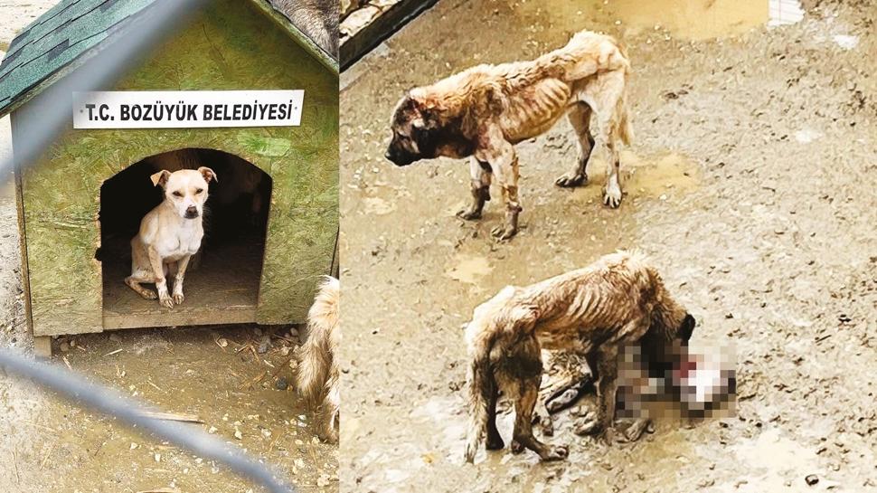 CHP'li belediyenin i�kence bar�na��