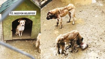 CHP'li belediyenin i�kence bar�na��