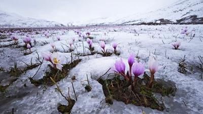 G�zeldere Vadisi'nde kar alt�ndaki �i�demlerden nefes kesen g�r�nt�ler