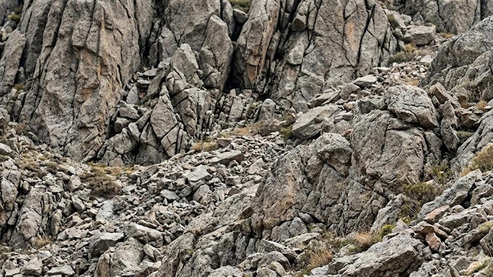 Görsel zekâ testi: Resimdeki boz ayı nerede gizleniyor?