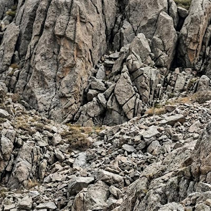 G�rsel zek� testi: Resimdeki boz ay� nerede gizleniyor?