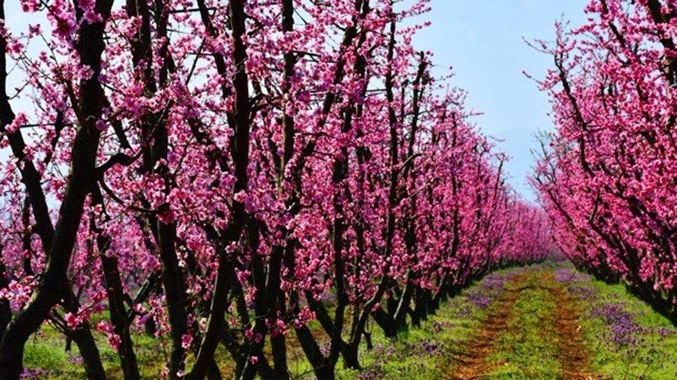 İznik'te şeftali ve erik ağaçları çiçek açtı: İlçe renk cümbüşüne büründü