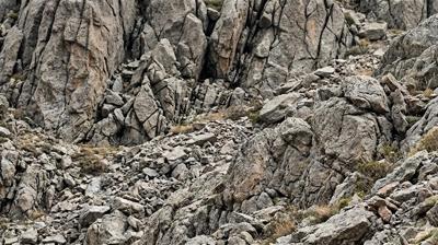 G�rsel zek� testi: Resimdeki boz ay� nerede gizleniyor?