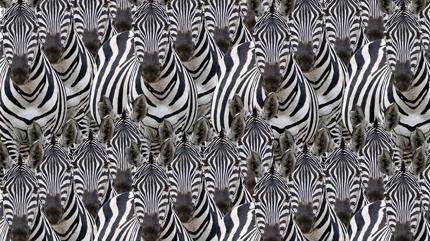 Zeka testi: Zebralar�n i�indeki kediyi g�rd�n m�? 450 ki�iye g�sterildi 12'si 7 saniyede buldu