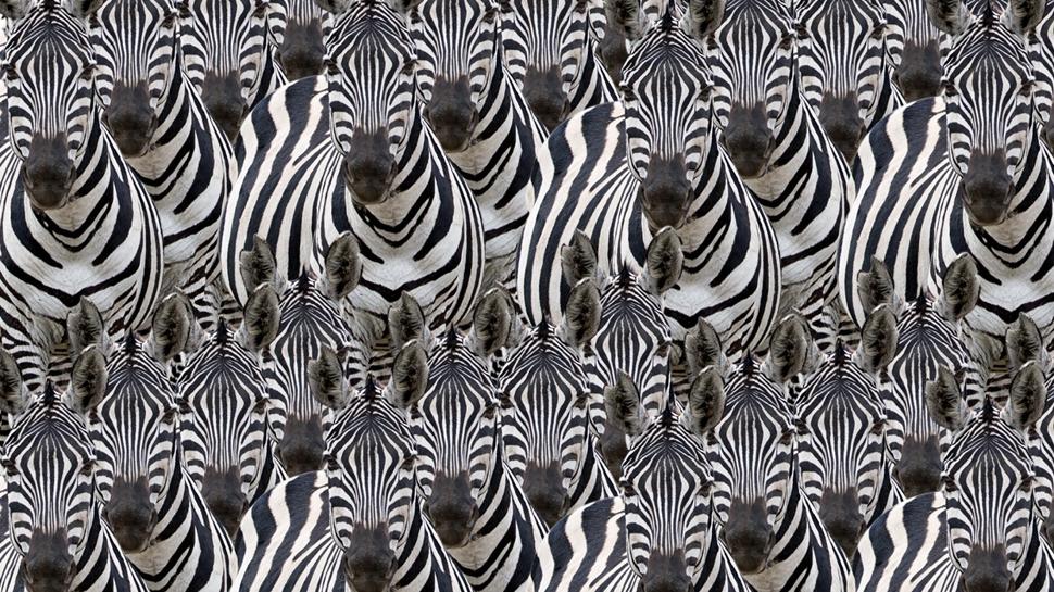 Zeka testi: Zebralar�n i�indeki kediyi g�rd�n m�? 450 ki�iye g�sterildi 12'si 7 saniyede buldu