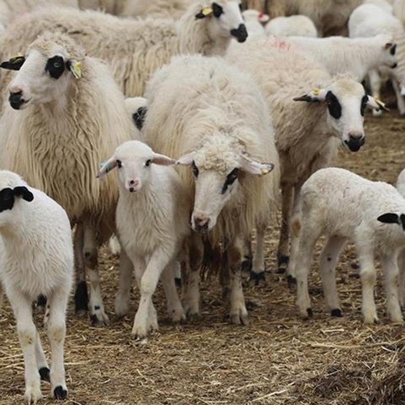 10 soruda K�rsalda Bereket K���kba�a Destek Projesi