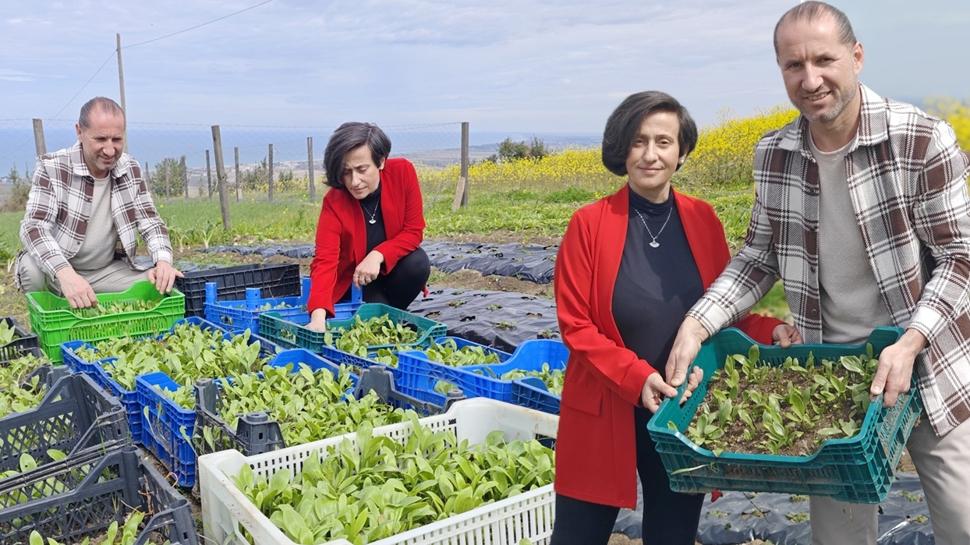 50 metrekarede başladı, şimdi dünyaya açılıyor: Samsun'un ak zambakları ihracat yolunda