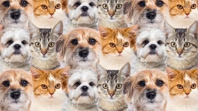 Zeka testi: Kedi ve köpeklerin içindeki civciv nerede? Sadece en zekiler buluyor