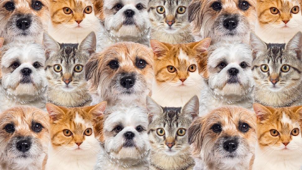 Zeka testi: Kedi ve köpeklerin içindeki civciv nerede? Sadece en zekiler buluyor