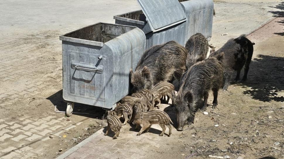 Aydın'da yaban domuzları şehir merkezinde yiyecek aradı