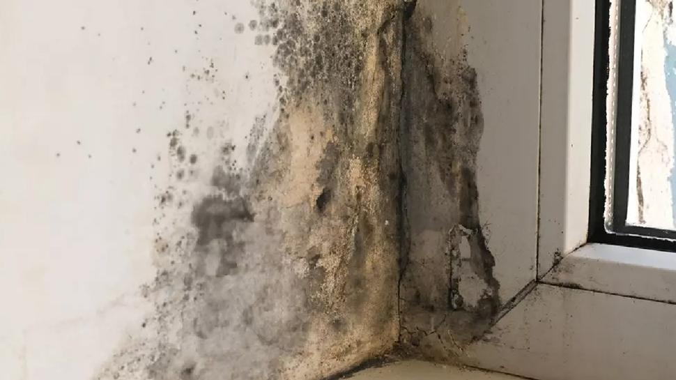 Rutubet ve küf mü var? İşte çözümü...