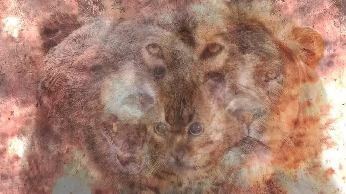 ki�ilik testi zeka liderlik hayvan foto�raflar� resimleri