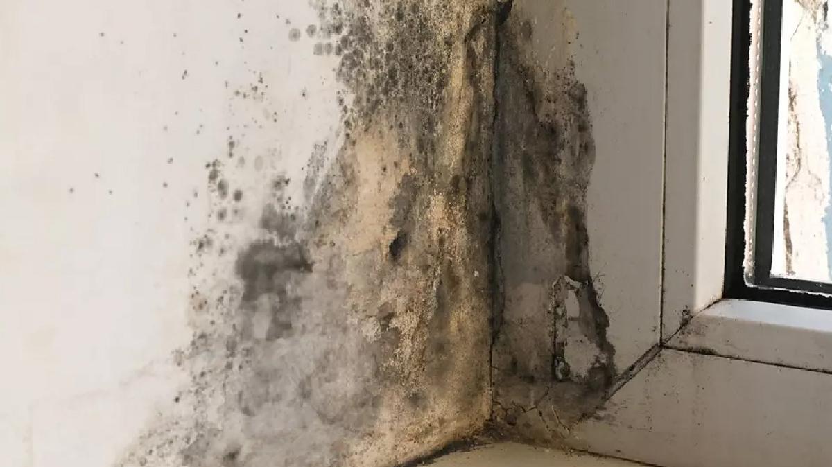 k�f rutubet k�f ve rutubet foto�raflar� resimleri