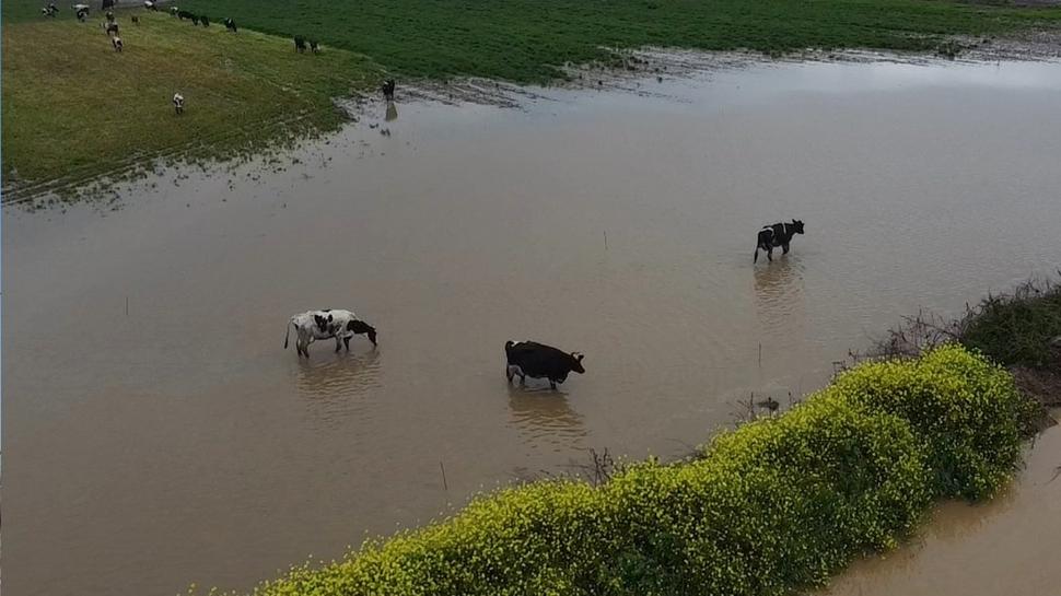 İzmir'de sağanak alarmı: Tarım arazileri su altında kaldı