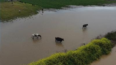�zmir'de sa�anak alarm�: Tar�m arazileri su alt�nda kald�