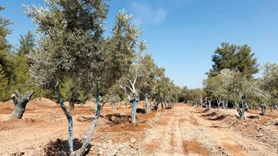 'Enerji kabusu'na karşı doğaya uyumlu madencilik