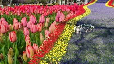 Nisan'da giden d�nmek istemiyor: T�rkiye'nin 'K���k Hollanda's� me�er buras�ym��