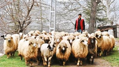 S�r�s�n� devlet deste�iyle 5 kat b�y�tt�