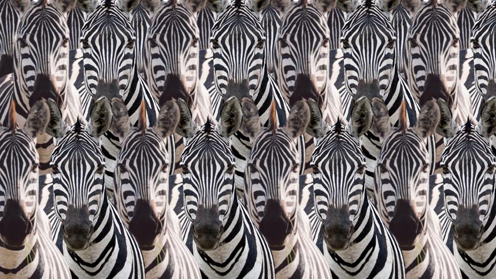 Zeka testi: Zebralar�n i�indeki at nerede? 560 ki�i denedi, 21'i 10 saniyede buldu